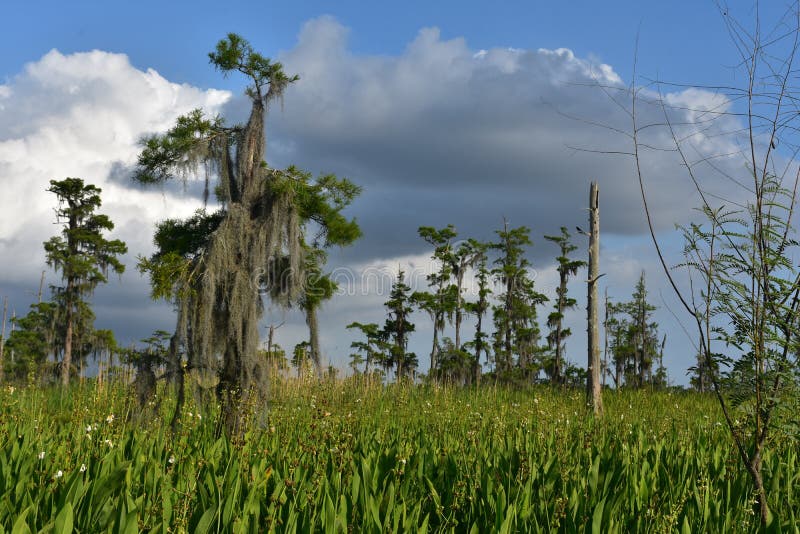 Dark grey clouds over the Louisiana bayou on a pretty spring day. Dark grey clouds over the Louisiana bayou on a pretty spring day